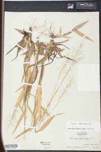 Panicum sphaerocarpon image