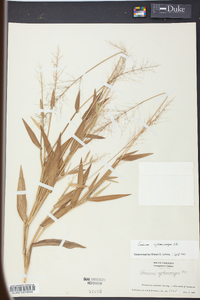 Panicum sphaerocarpon image