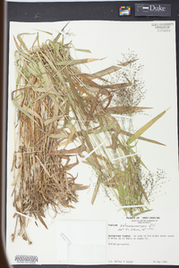 Panicum sphaerocarpon image