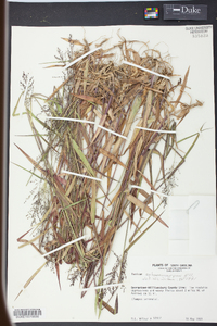 Panicum sphaerocarpon image