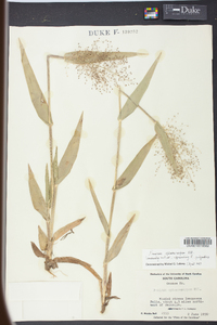 Panicum sphaerocarpon image