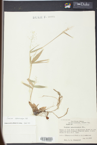 Panicum sphaerocarpon image