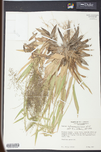 Panicum sphaerocarpon image