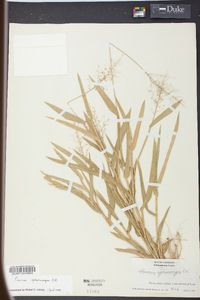 Panicum sphaerocarpon image