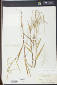 Panicum sphaerocarpon image