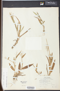 Panicum sphaerocarpon image