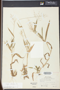 Panicum sphaerocarpon image