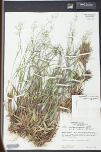 Panicum sphaerocarpon image