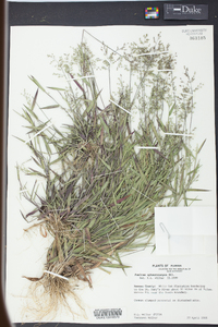 Panicum sphaerocarpon image