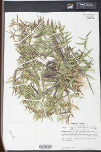 Panicum sphaerocarpon image