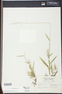 Panicum sphaerocarpon image