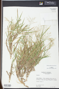 Panicum sphaerocarpon image