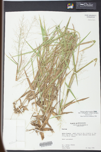 Panicum sphaerocarpon image