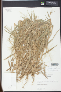 Panicum sphaerocarpon image