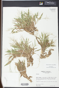 Panicum sphaerocarpon image