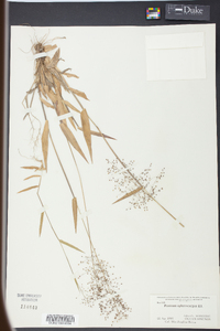 Panicum sphaerocarpon image