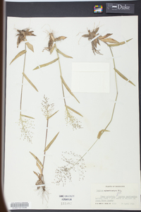 Panicum sphaerocarpon image