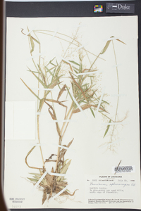 Panicum sphaerocarpon image