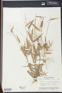 Panicum sphaerocarpon image