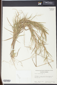 Panicum sphaerocarpon image