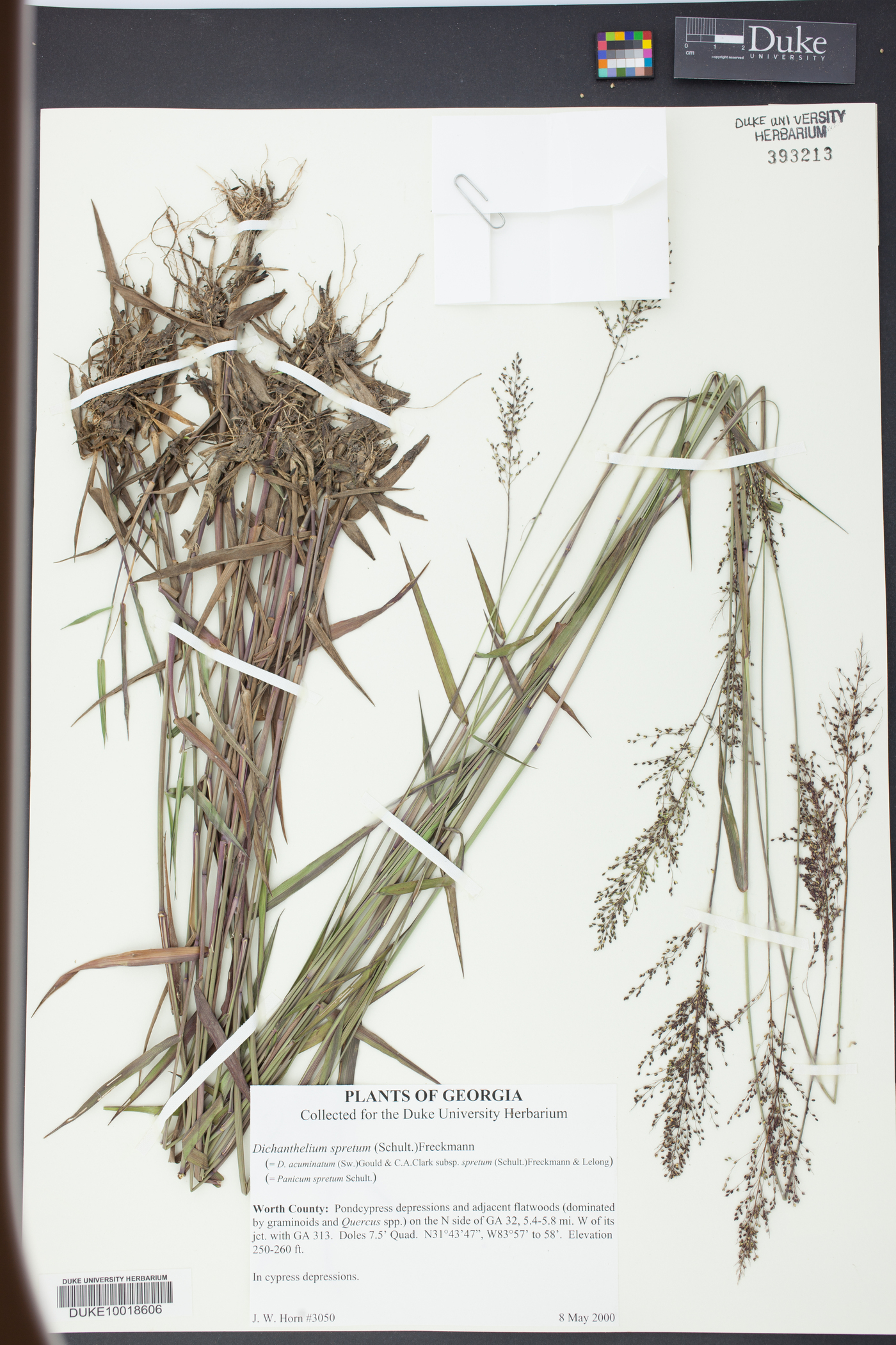 Panicum spretum image