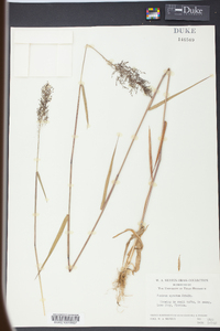 Panicum spretum image