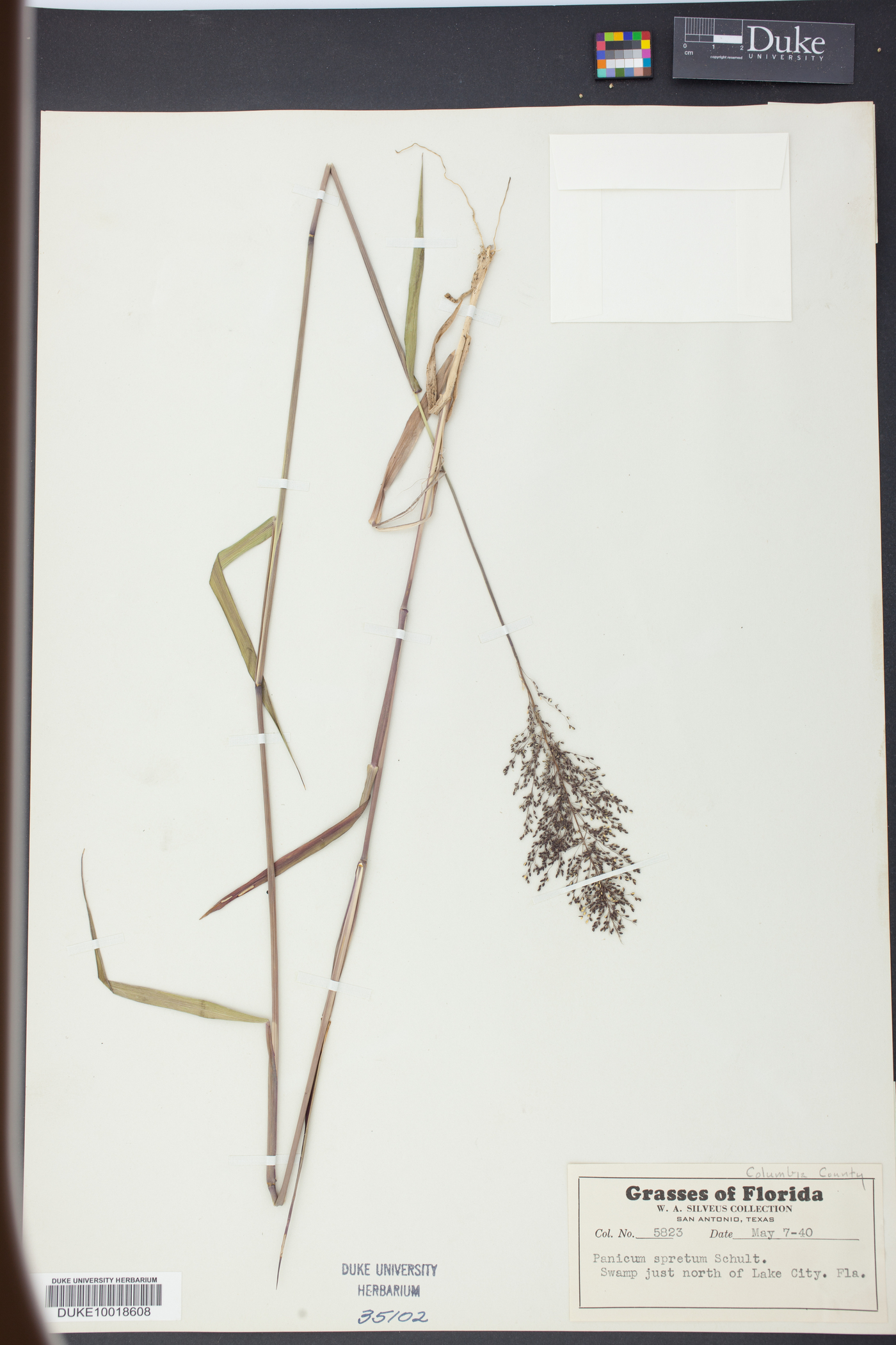 Panicum spretum image