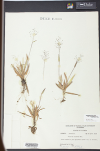 Panicum strigosum image