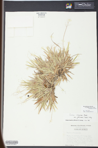 Dichanthelium strigosum subsp. glabrescens image