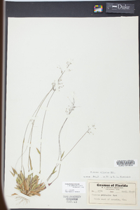 Dichanthelium strigosum subsp. glabrescens image