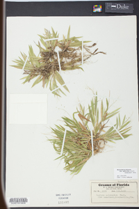 Dichanthelium strigosum subsp. glabrescens image