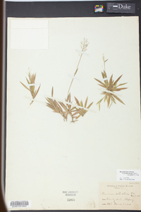 Dichanthelium strigosum subsp. glabrescens image