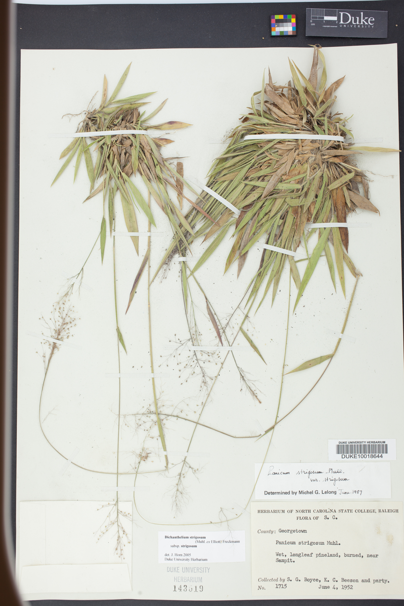 Dichanthelium strigosum image