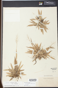 Dichanthelium strigosum subsp. strigosum image