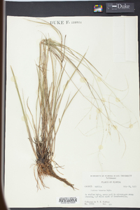 Panicum tenerum image