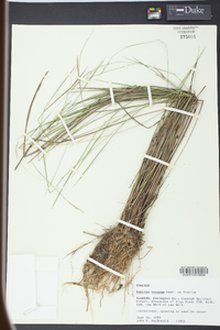 Panicum tenerum image