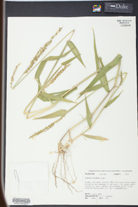 Urochloa texana image