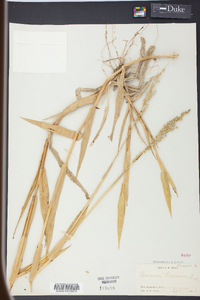 Urochloa texana image