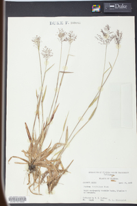 Panicum trifolium image