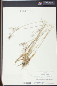 Panicum trifolium image