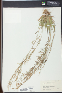 Panicum trifolium image