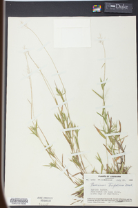 Panicum trifolium image