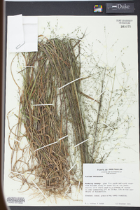 Kellochloa verrucosa image