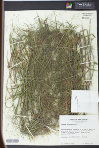 Kellochloa verrucosa image