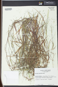 Kellochloa verrucosa image