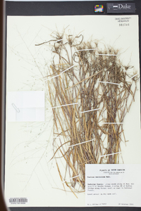 Kellochloa verrucosa image