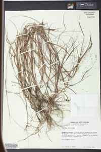 Kellochloa verrucosa image