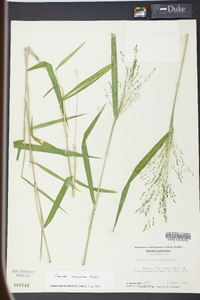 Kellochloa verrucosa image