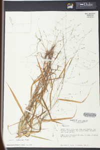 Kellochloa verrucosa image