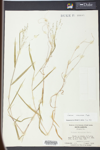 Kellochloa verrucosa image